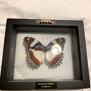 Framed preserved butterfly